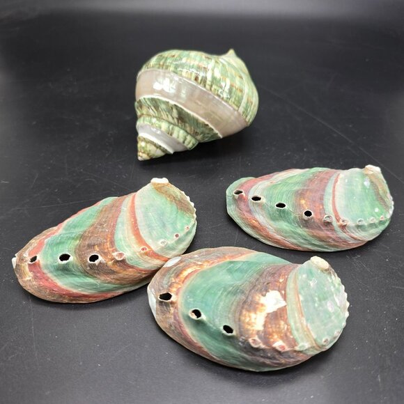 Natural Polished Green Jade Turbo & Abalone Shells Decorative Display DH1361 - Picture 5 of 5